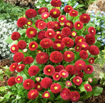 Bellis Rood Veel Bloemen