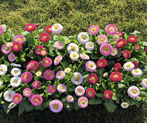 Bellis Gemende Kleuren