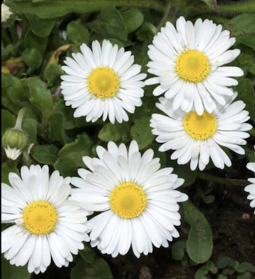 Bellis Wit 5 Bloemen Madelief