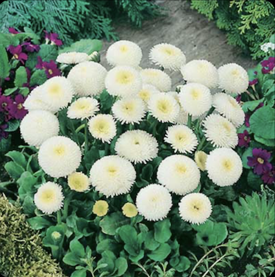 Bellis Wit Veel Bloemen