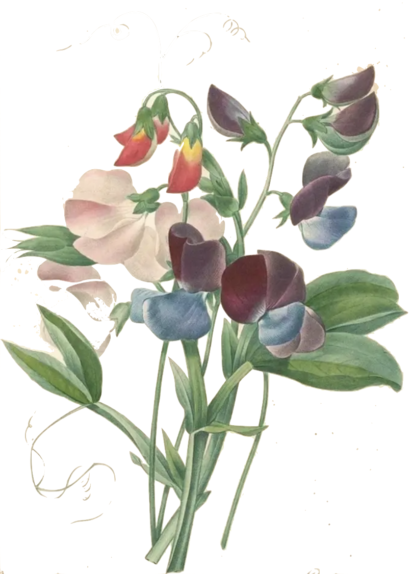 Lathyrus 01